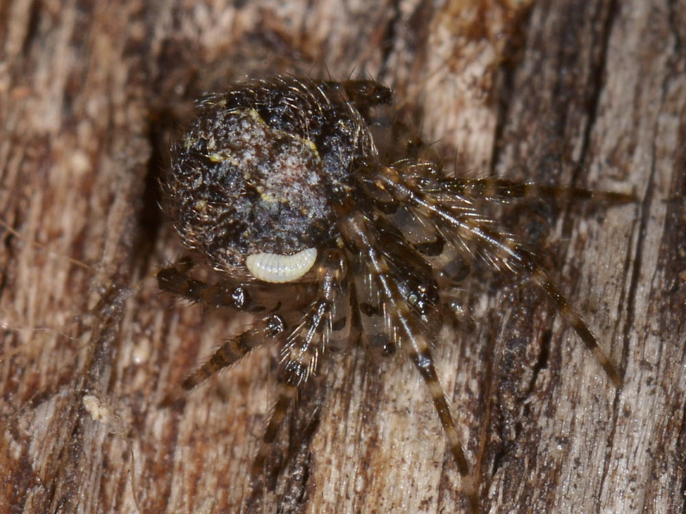 Acroceridae?